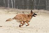 MALINOIS 687